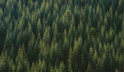 The forest aerial photography
